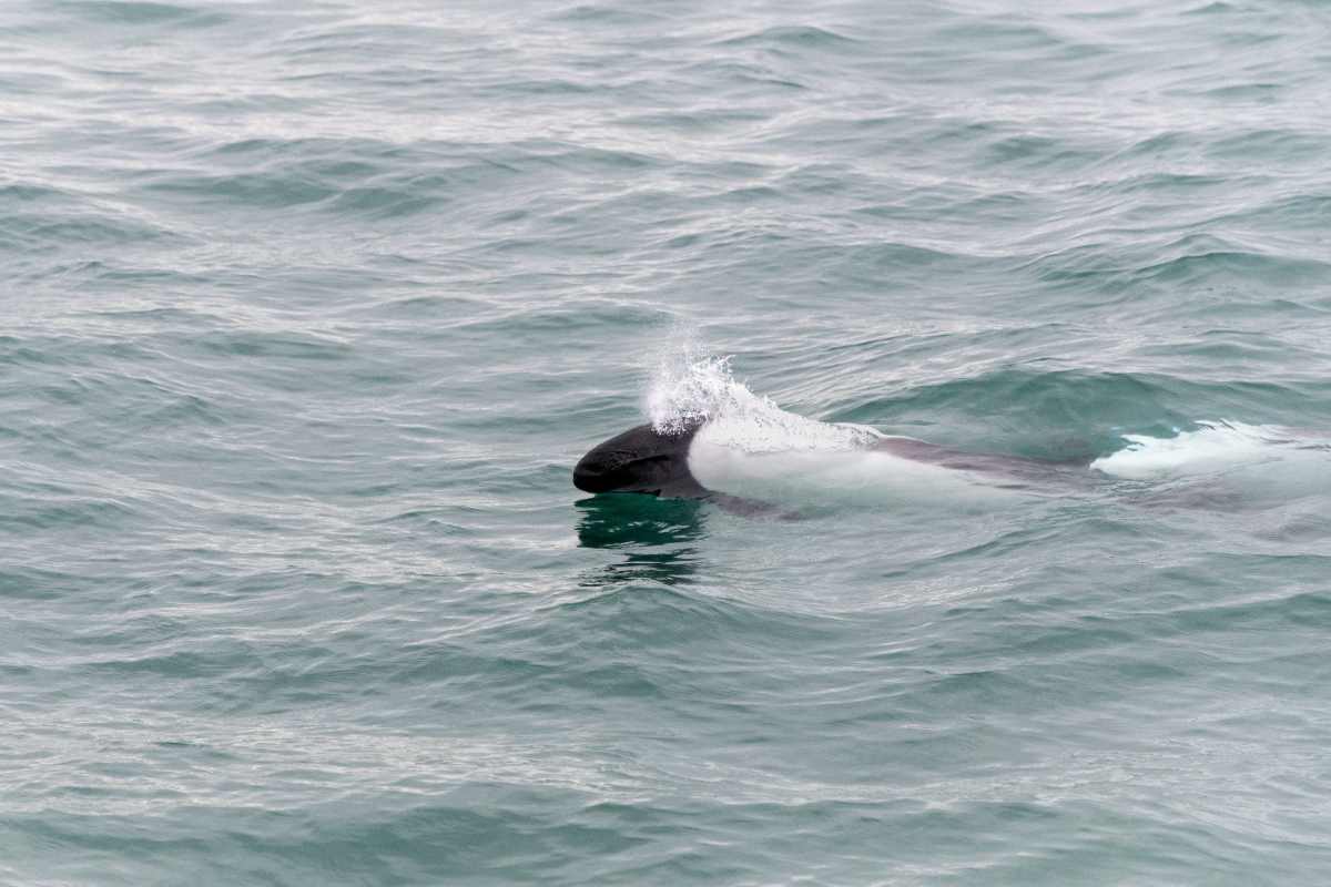 Fraam (Fundación para la Recepción y Asistencia de Animales Marinos)  (@fundacionfraam) • Facebook, image size:1200x800